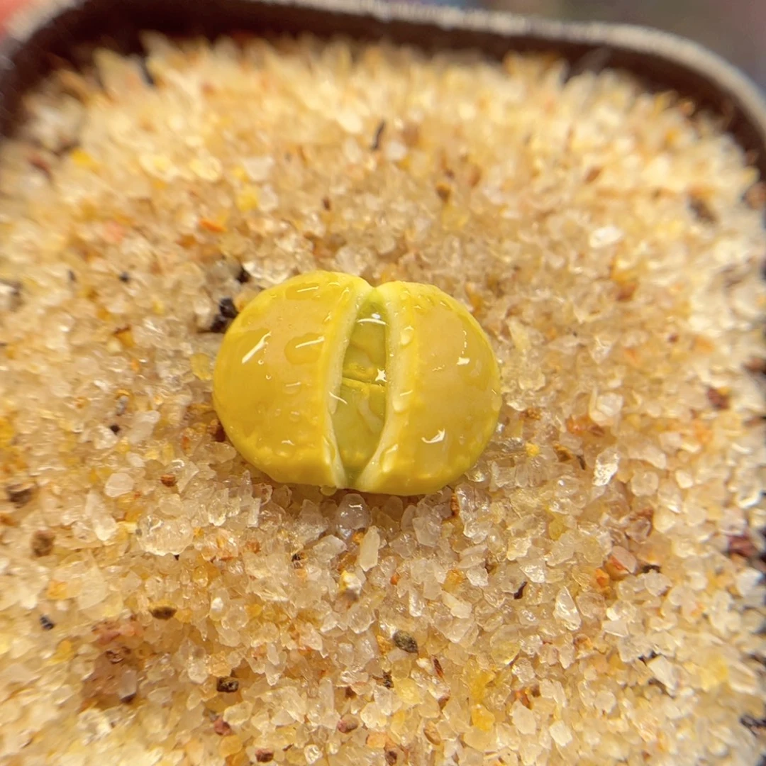 172. 5567567746665677