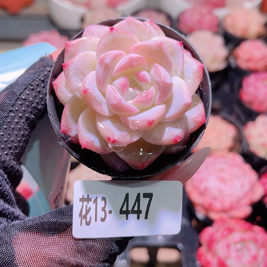 花利美13-447新品