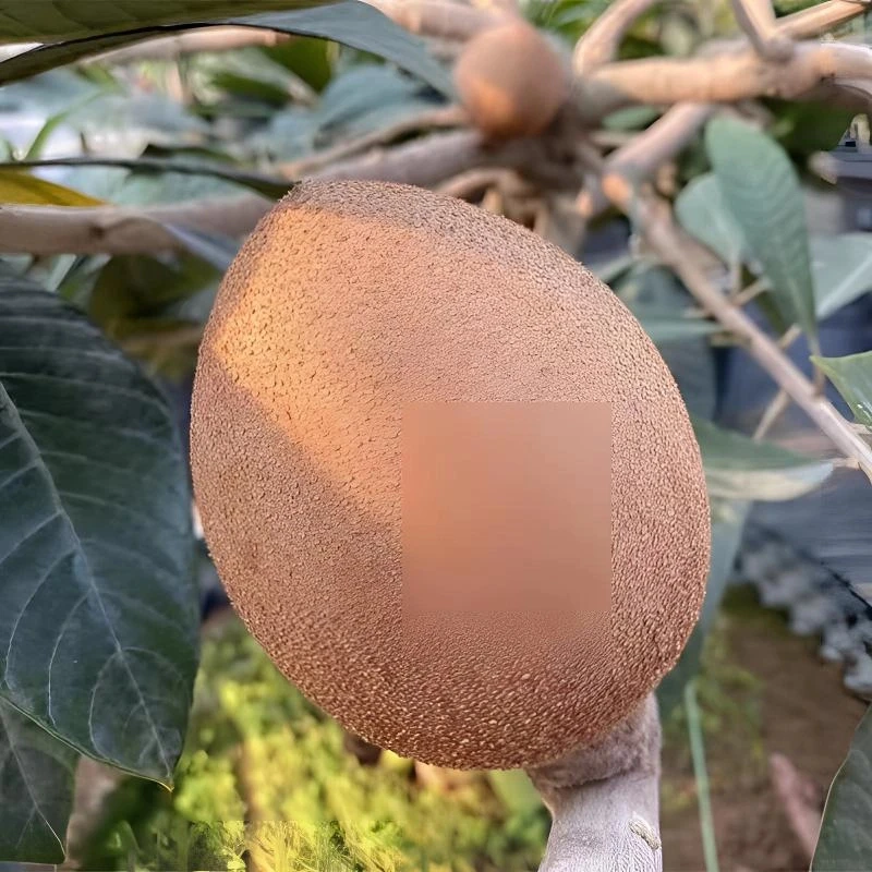 妈咪果种子四季播种阳台盆栽小院种植简单夏季开花高产水果