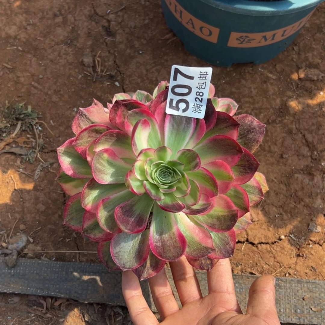 风***诺多肉植物507多肉