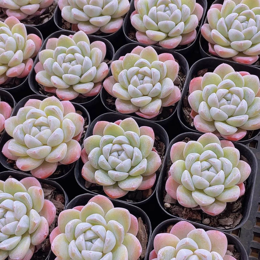 量拍99号 雪媚娘单头一个