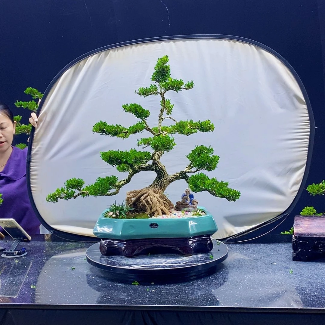 无花朵黄杨盆景造型