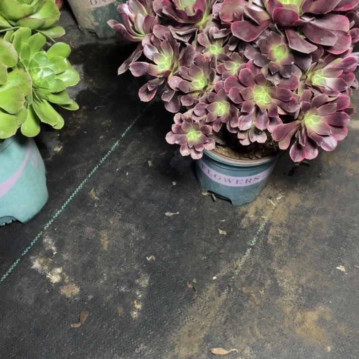 39金丝雀多肉多肉植物