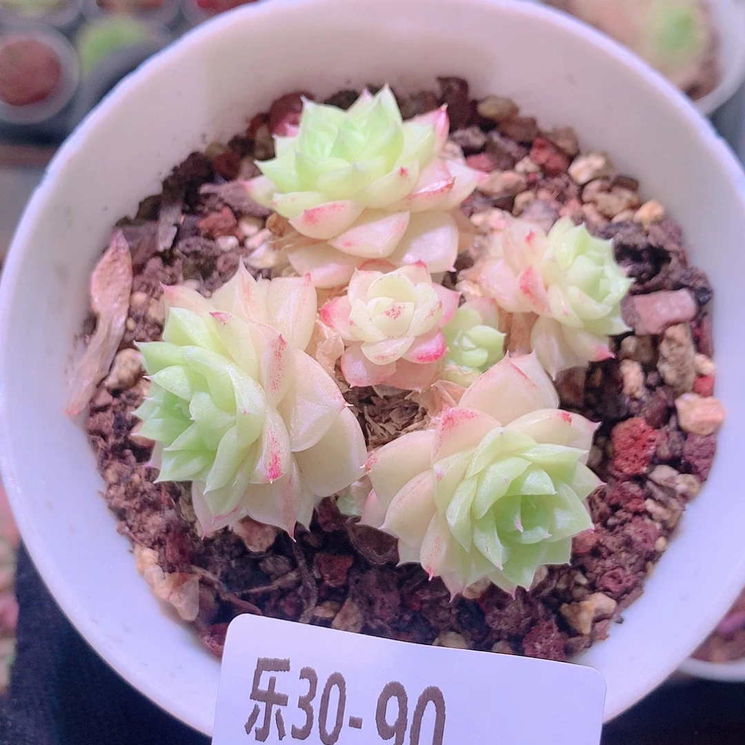 乐然30-90 白天鹅群