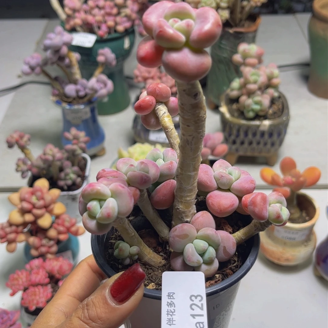 烟花洛神123/10c m