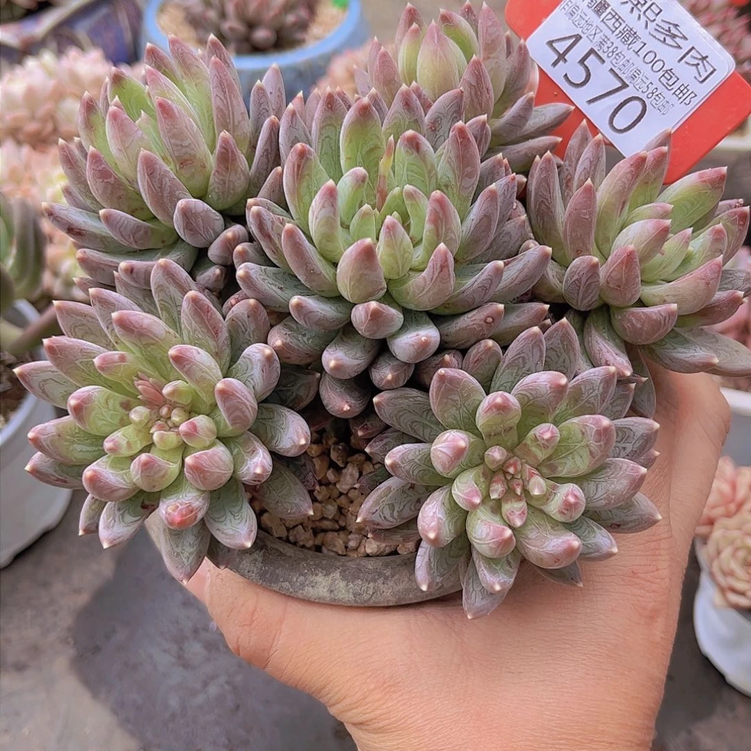 廖**辰4570炫彩星。