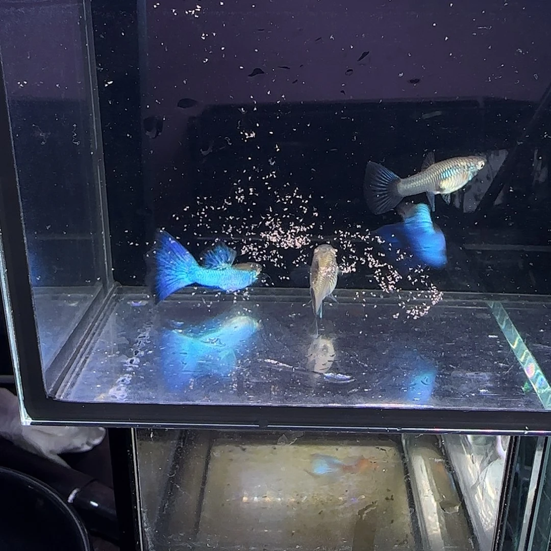 孔雀鱼新加兰两队