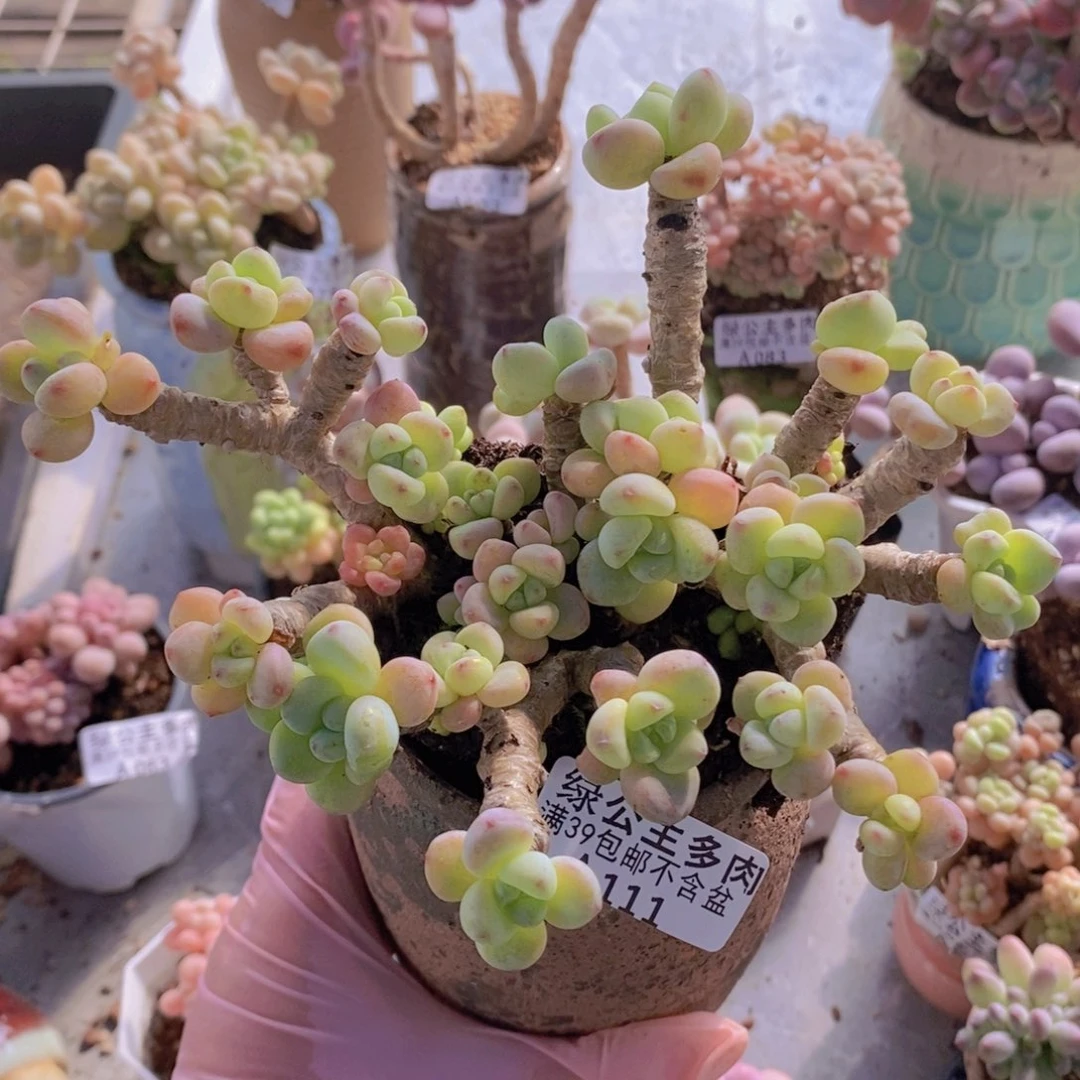 劳尔老桩13cm111多肉植物