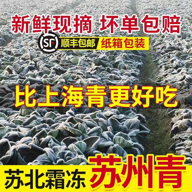 【顺丰苏州青】苏北苏州青现采现发小油菜新鲜霜冻苏州青