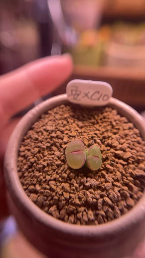 6年半双头大翻窗安格