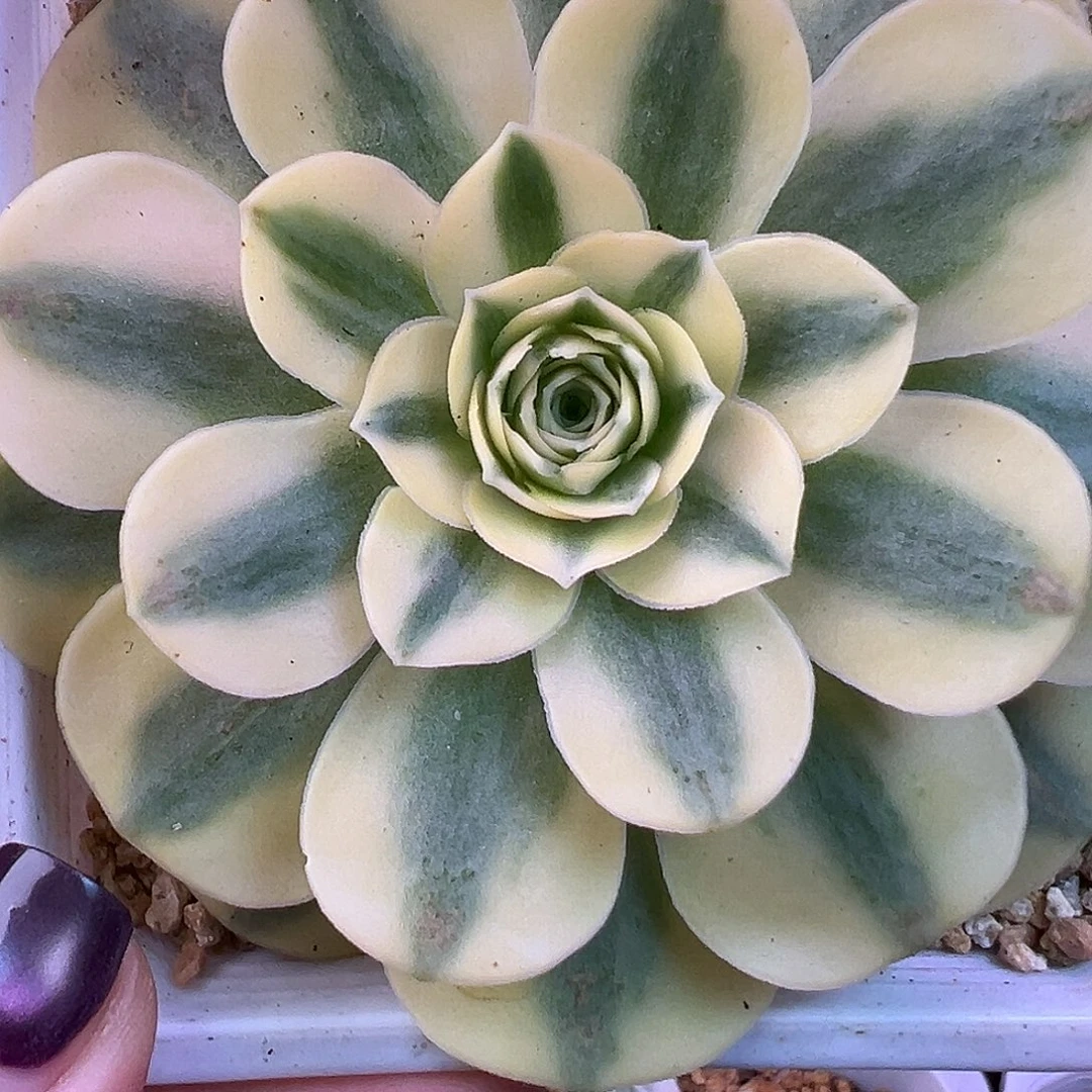 山地玫瑰锦夏暮大