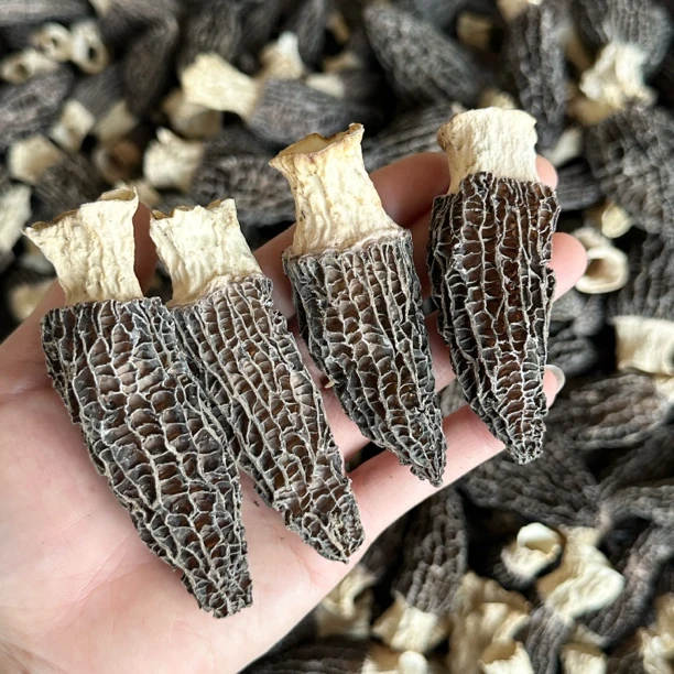 【小丸子1】35号头茬羊肚菌  肉质厚实