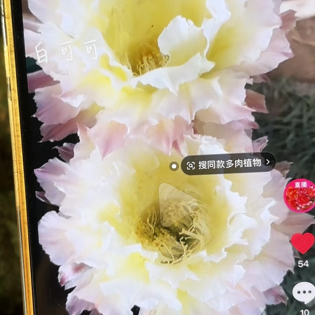 彩可可彩侧牙20包邮仙人球3