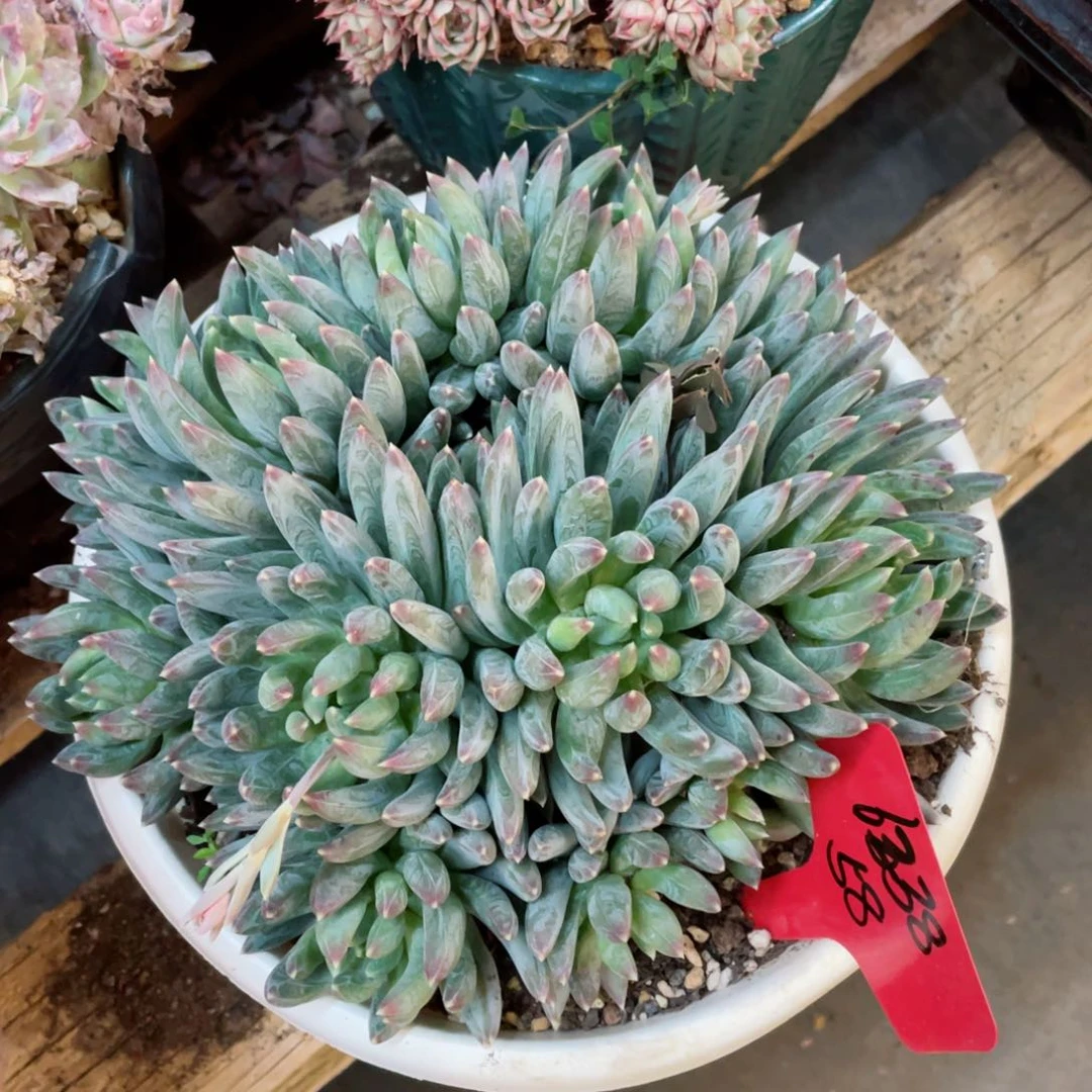 6238，炫彩星，周老太多肉