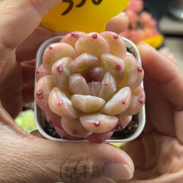 熊猫珍妮单头5586