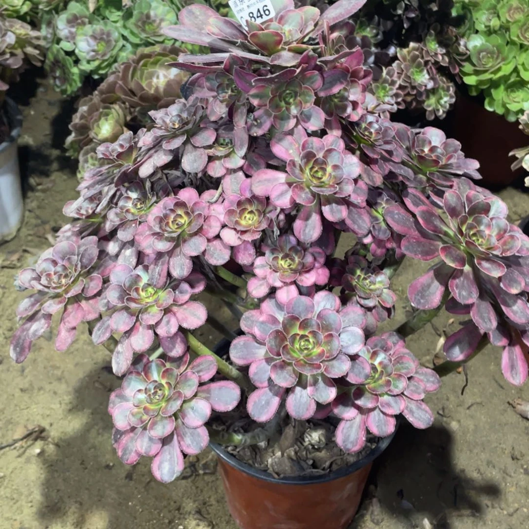 粉***巫846丽娜多肉法师断枝不包