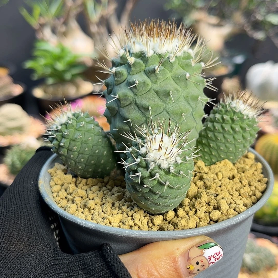 菊水群Zzzzzzzzzzzzzzzz