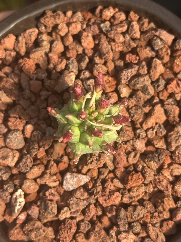 多肉植物斗牛角大戟