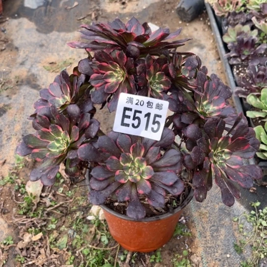 515烟花法师不包断枝