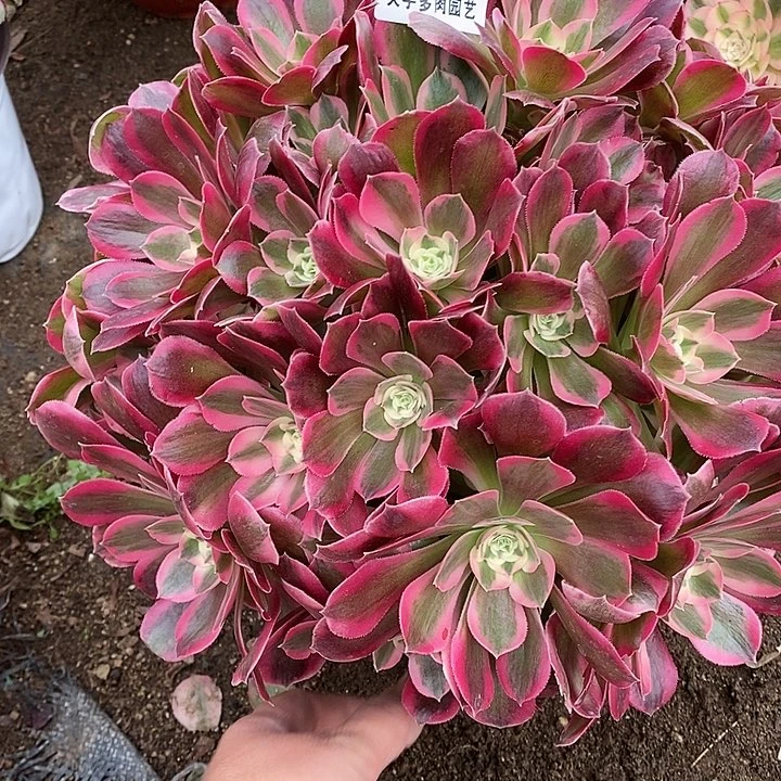 多肉植物七彩866多肉
