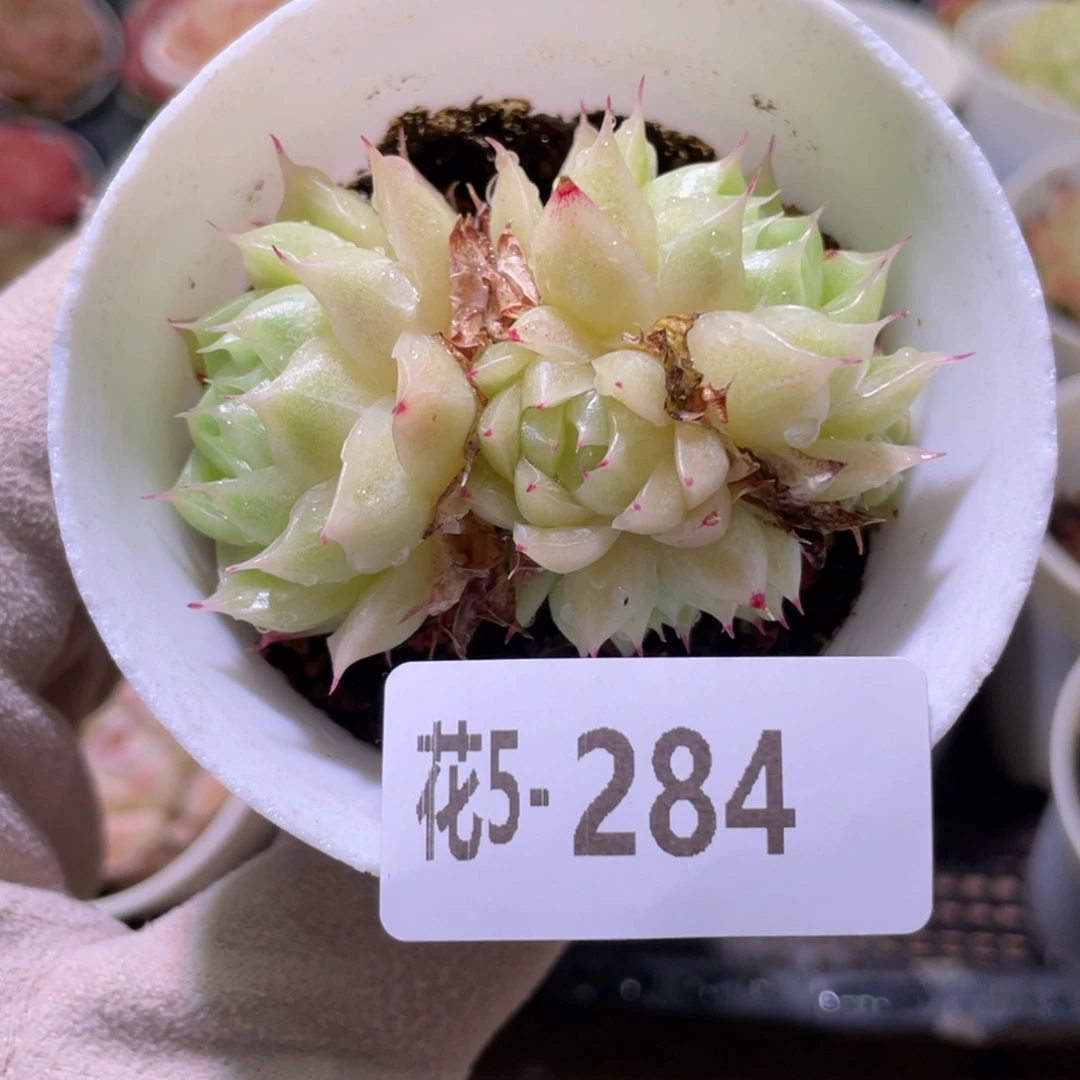 花利美5-284麦秆群