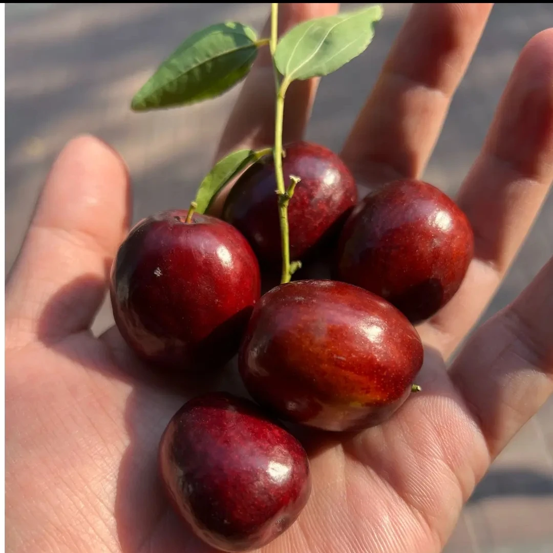正宗山西稷山板枣鲜枣核小肉厚又脆又甜产地直发蒸着吃绝了