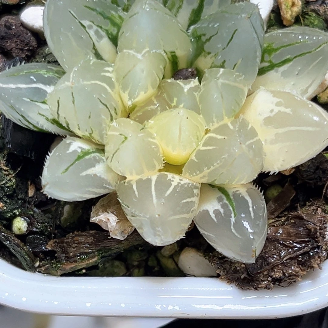 恭喜发财大吉大利183