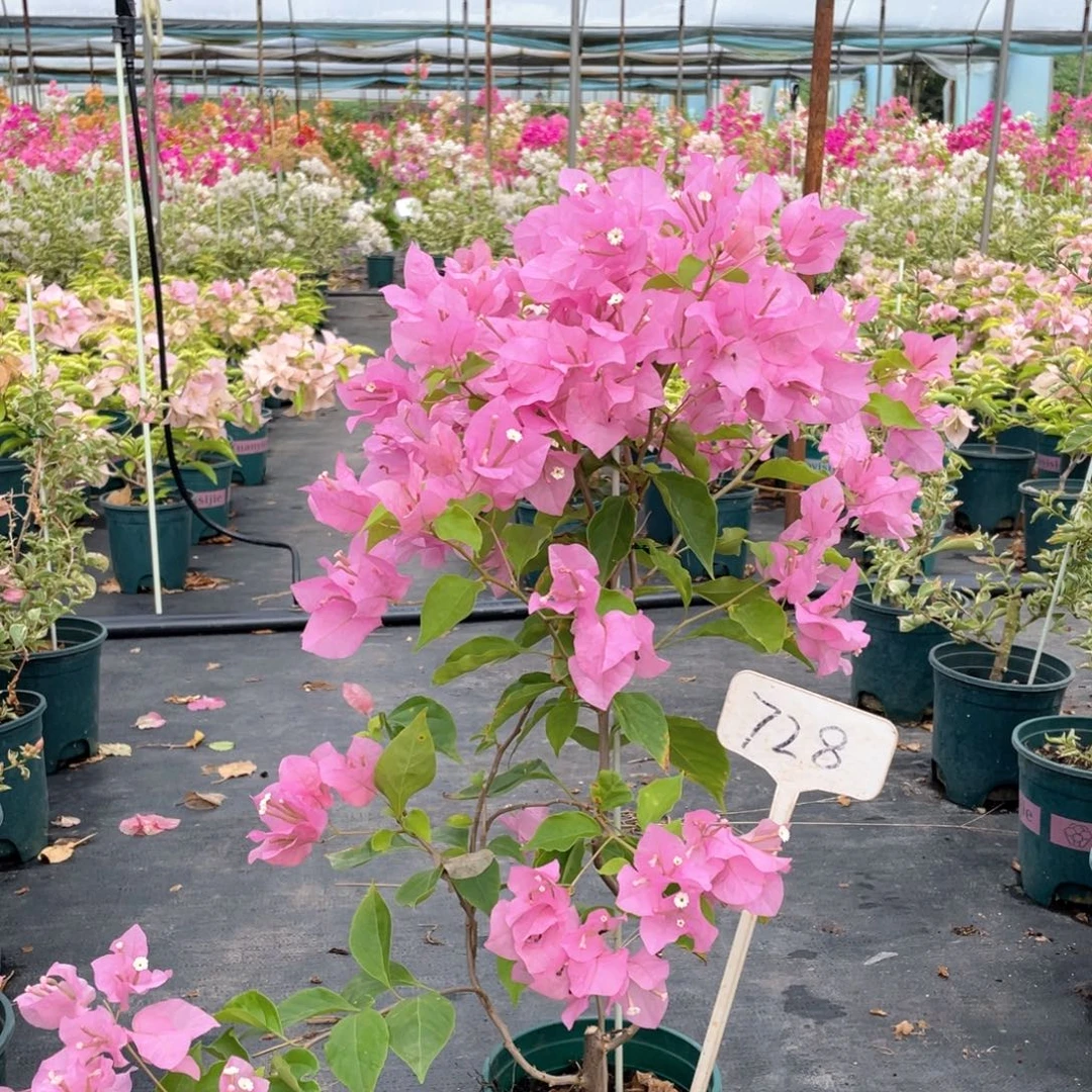 安***活大量花朵（建议范围：8朵-15朵 或40%以上）橙粉公主728