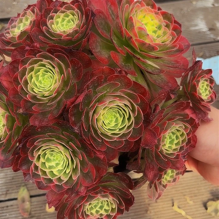 128不包断支多肉植物植物