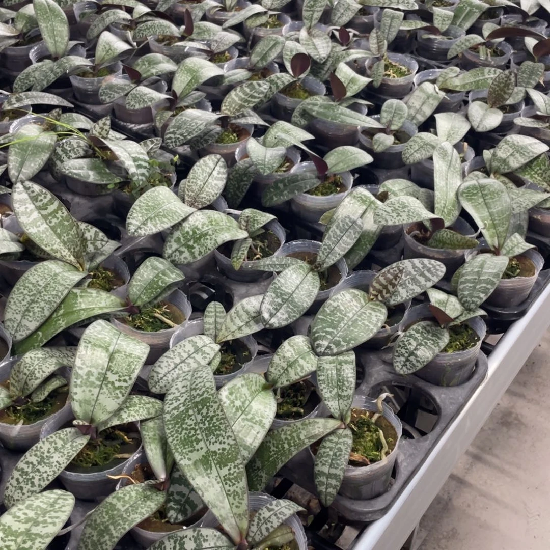 当前无花朵，栽培后可花朵Tkb2颗