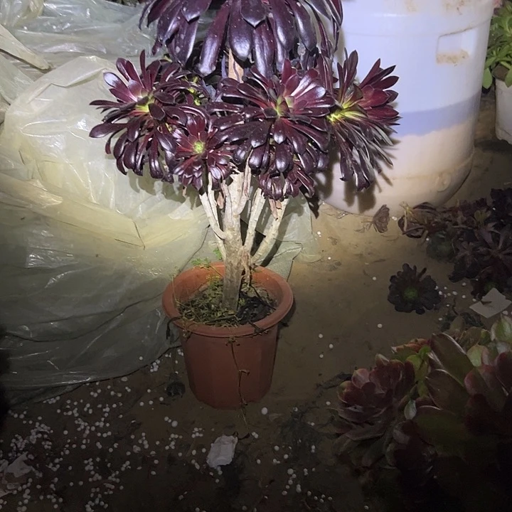 多肉链接一物一拍122