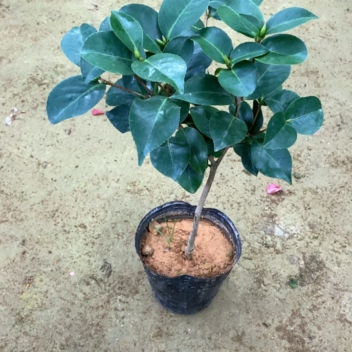 云斑。   一物一拍