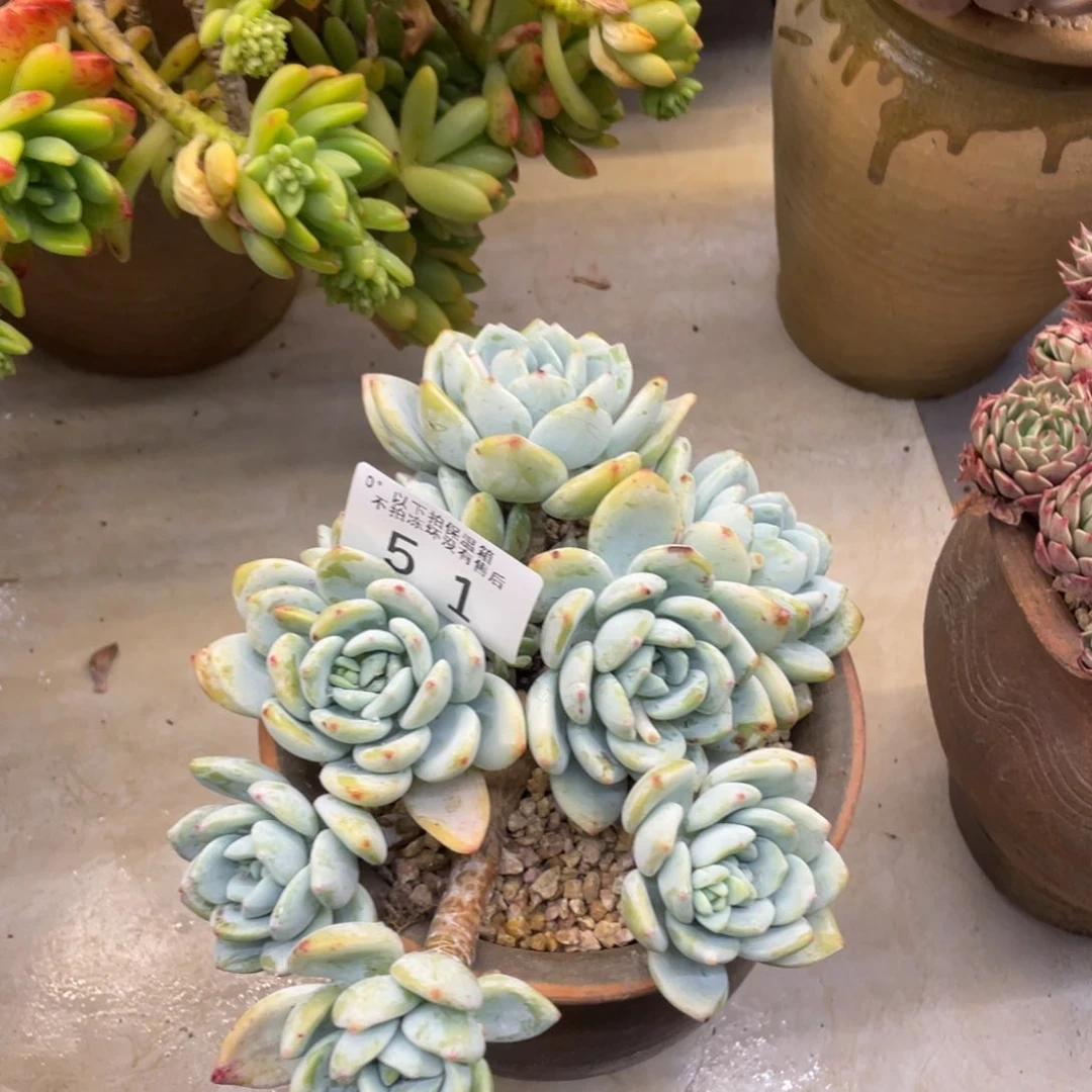 ?黑大帅多肉51冷香