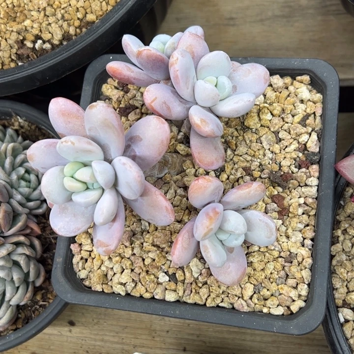 雪媚娘 群生 夏鸣园艺