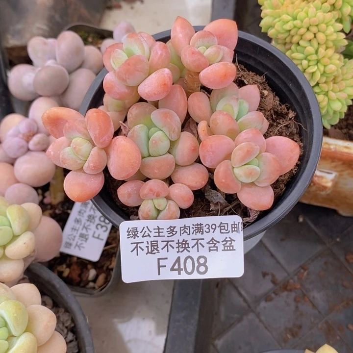 橘子香水8cm408多肉植物