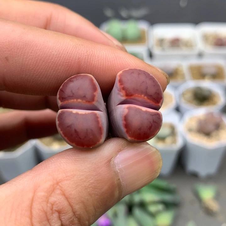 精品多肉植物精品多肉