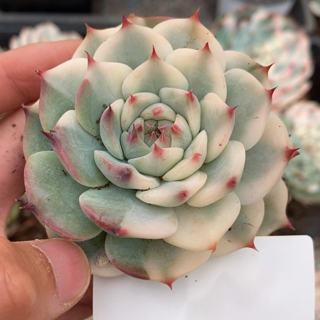 吉娃娃锦多肉植物6