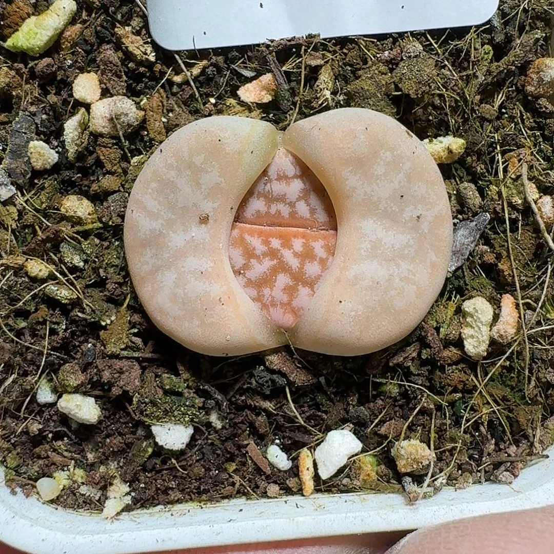 314 多肉植物多肉植物