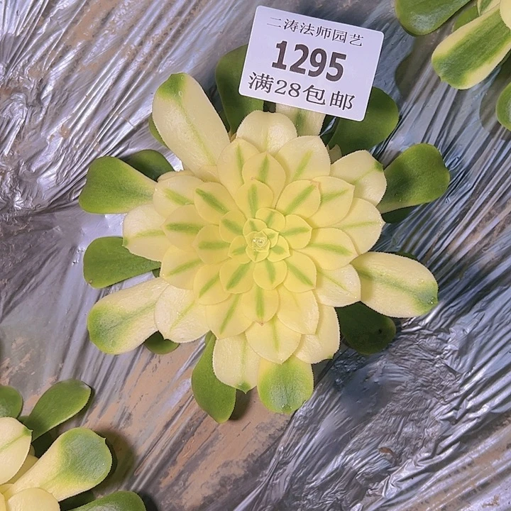 多****心1295辛尼亚多肉2号棚