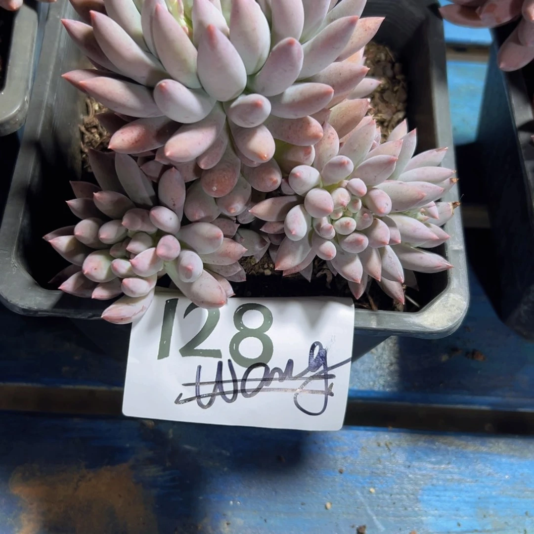 H**y128、好吃好吃彼此彼此女家