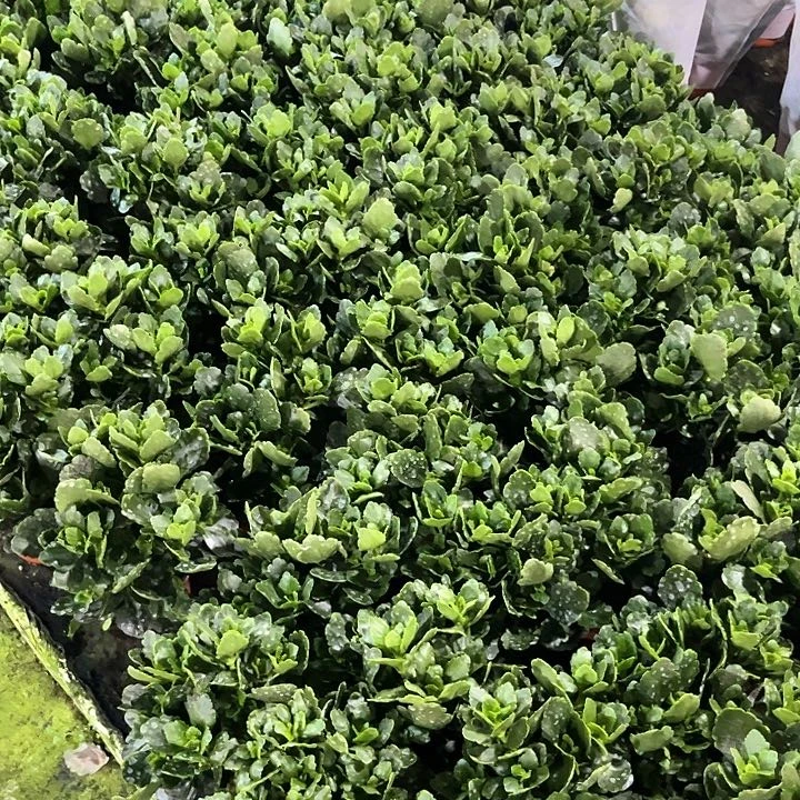 浪漫樱花+朱丽叶