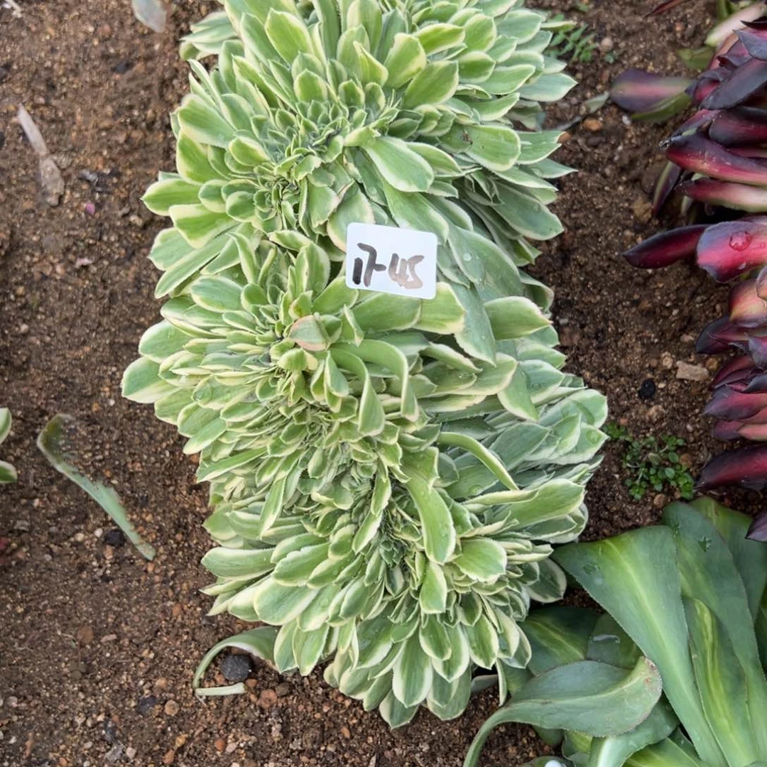 45迈巴赫多肉植物山东