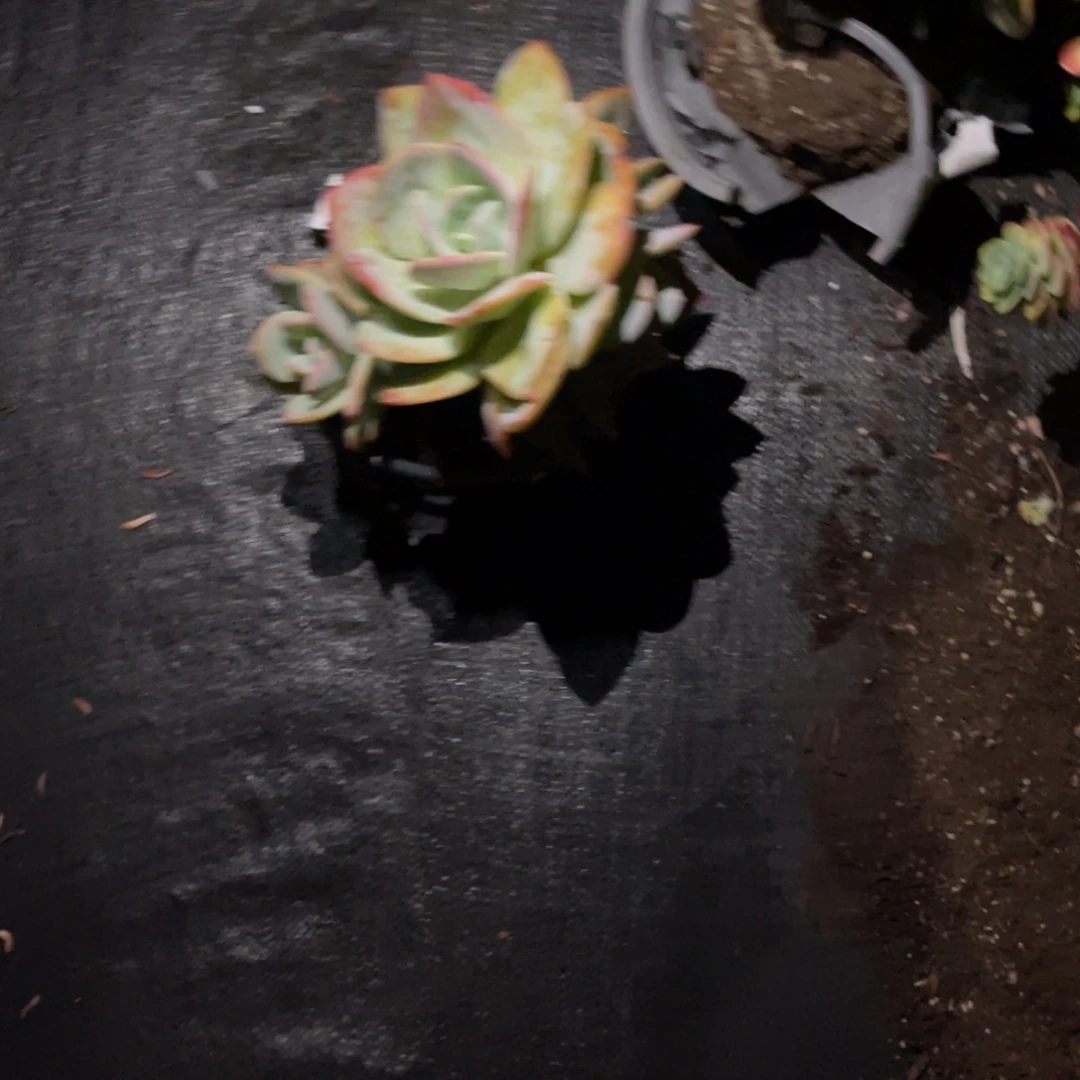 ****！云尘多肉一物一拍