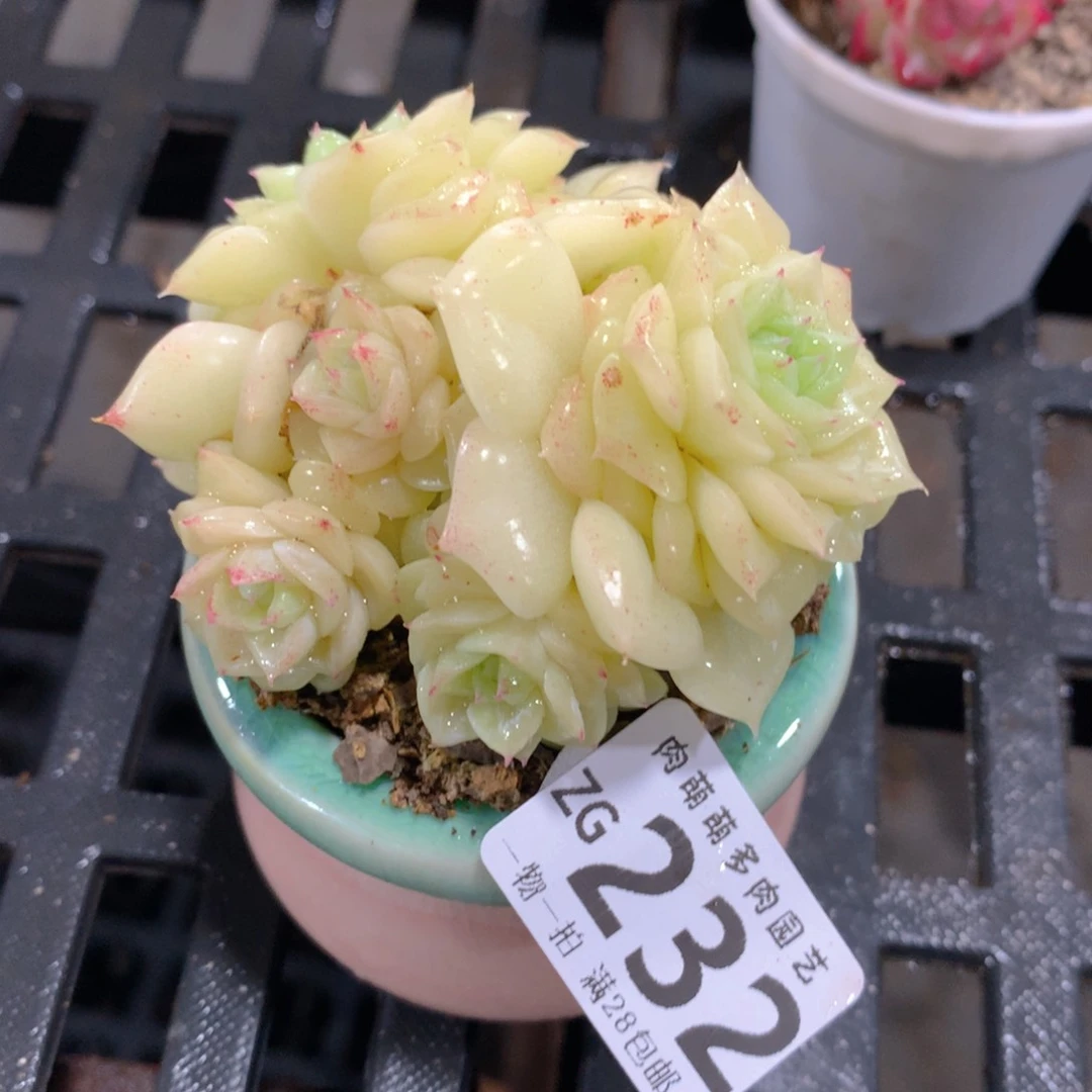 肉萌萌拇指盆精控多肉ZG232