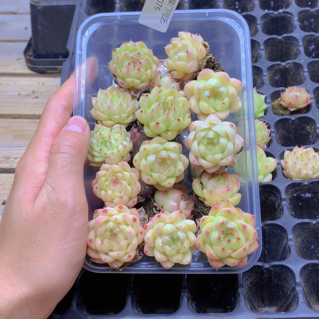 我要去看你了啊我076