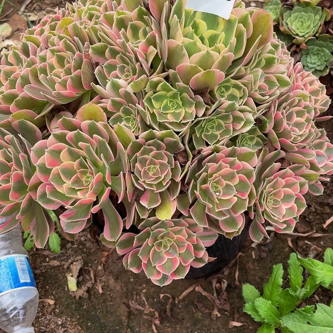 多肉法师325号花样发货不包损