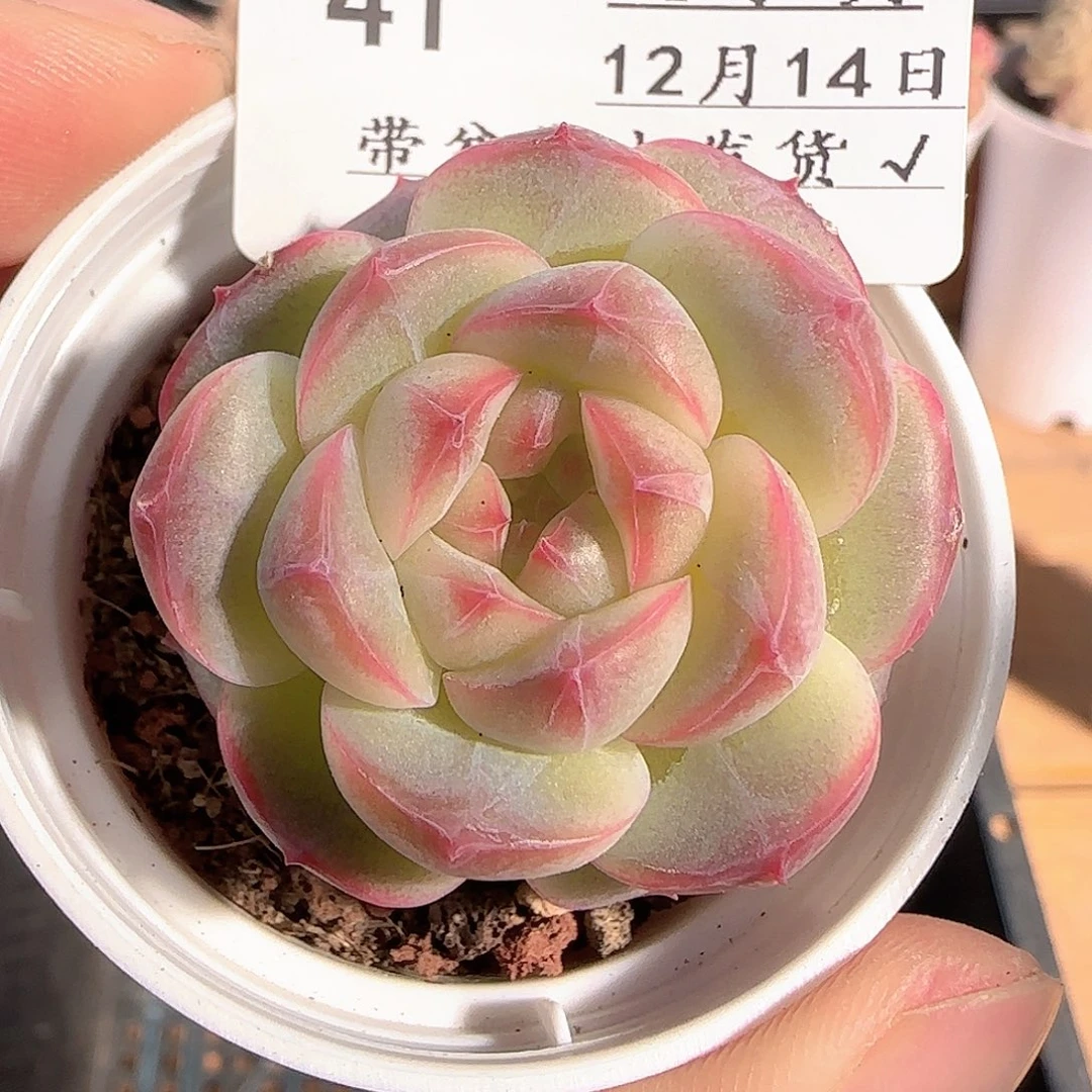 多肉1214-41福利福利