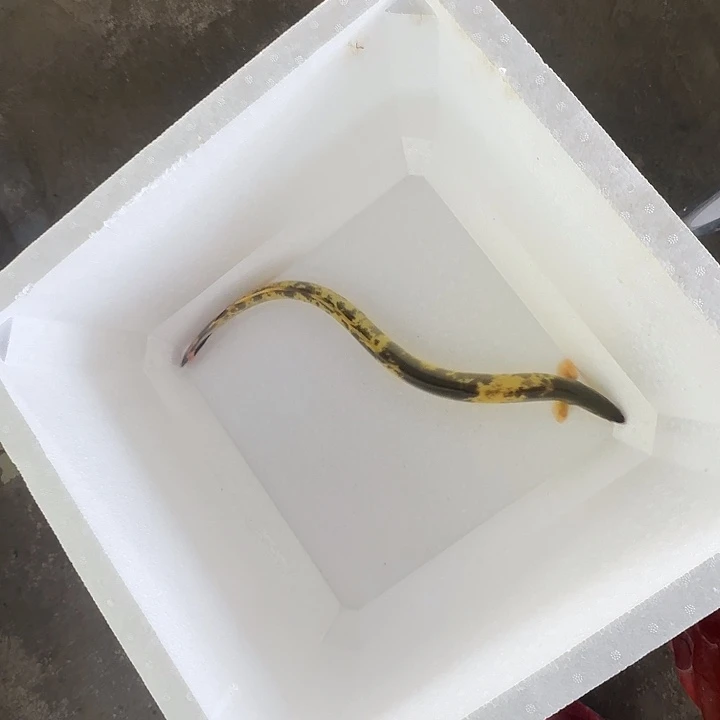 中国大陆海产品批发，鳗鱼变异