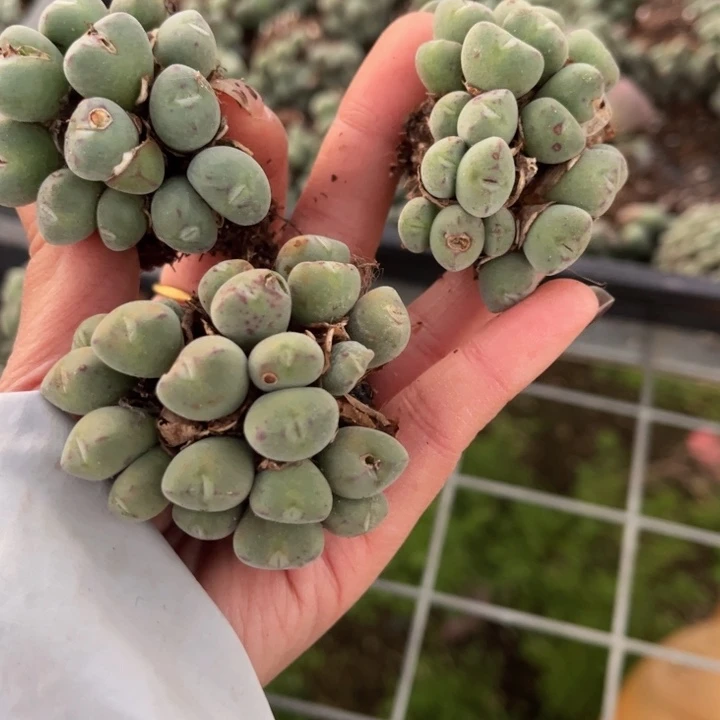 三颗口迪88888888888888