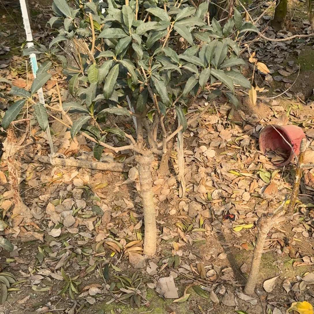 A***n桂花。八月桂系列